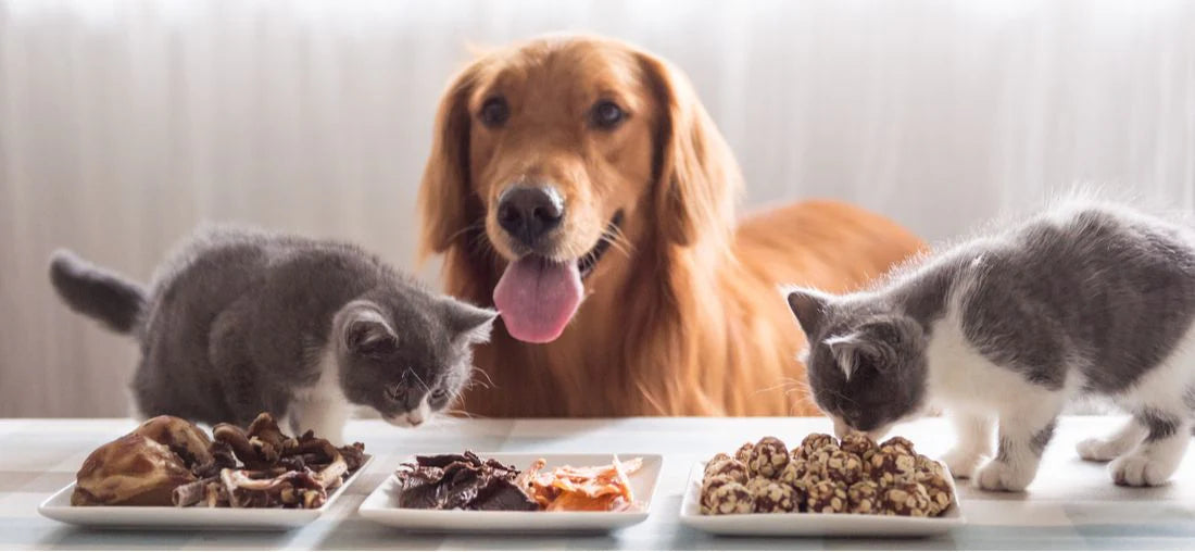 Dog Foods
